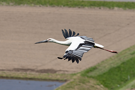 コウノトリ放鳥20周年記念第2回JALコウノトリフォトコンテスト｜JAL