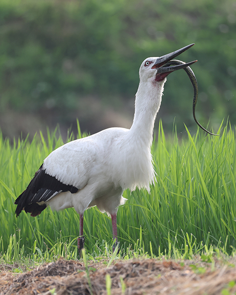 コウノトリ放鳥20周年記念第2回JALコウノトリフォトコンテスト｜JAL
