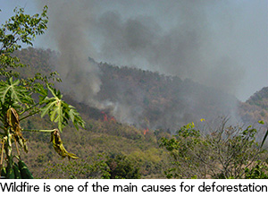 Wildfire is one of the main causes for deforestation
