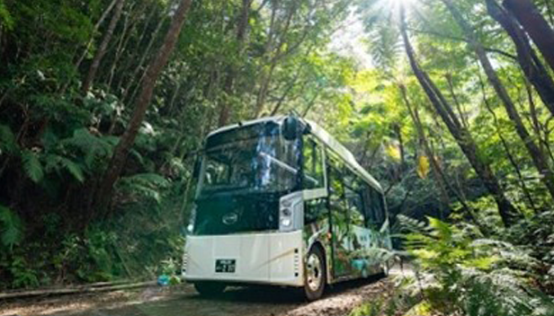 Tour learning about the nature in Yambaru region (image) 