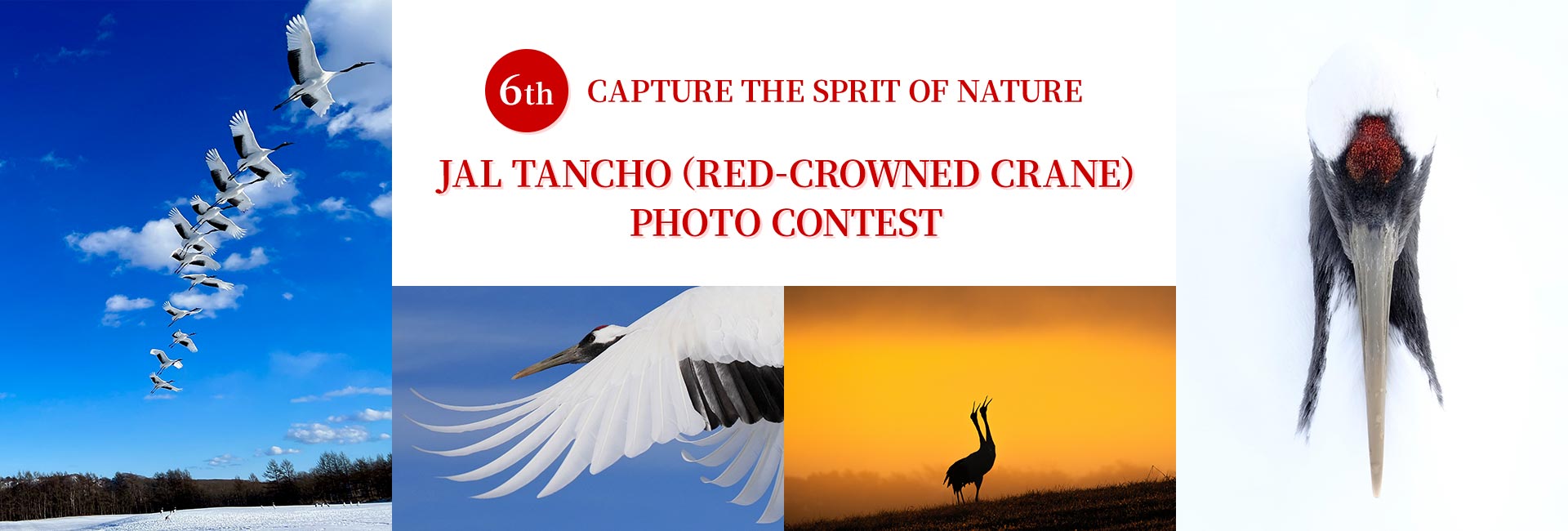 6TH CAPTURE THE SPRIT OF NATURE JAL TANCHO (RED-CROWNED CRANE) PHOTO CONTEST