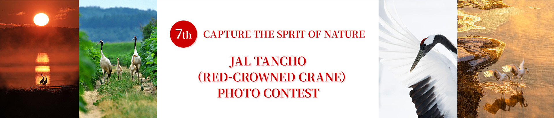 7TH CAPTURE THE SPRIT OF NATURE JAL TANCHO (RED-CROWNED CRANE) PHOTO CONTEST