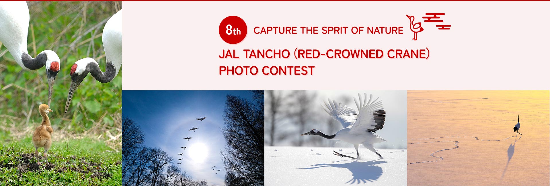 8TH CAPTURE THE SPRIT OF NATURE JAL TANCHO (RED-CROWNED CRANE) PHOTO CONTEST
