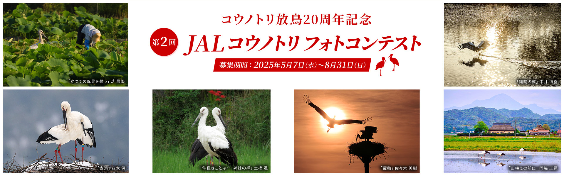 コウノトリ放鳥20周年記念第2回JALコウノトリフォトコンテスト 募集期間：2025年5月7日(水)～8月31日(日)