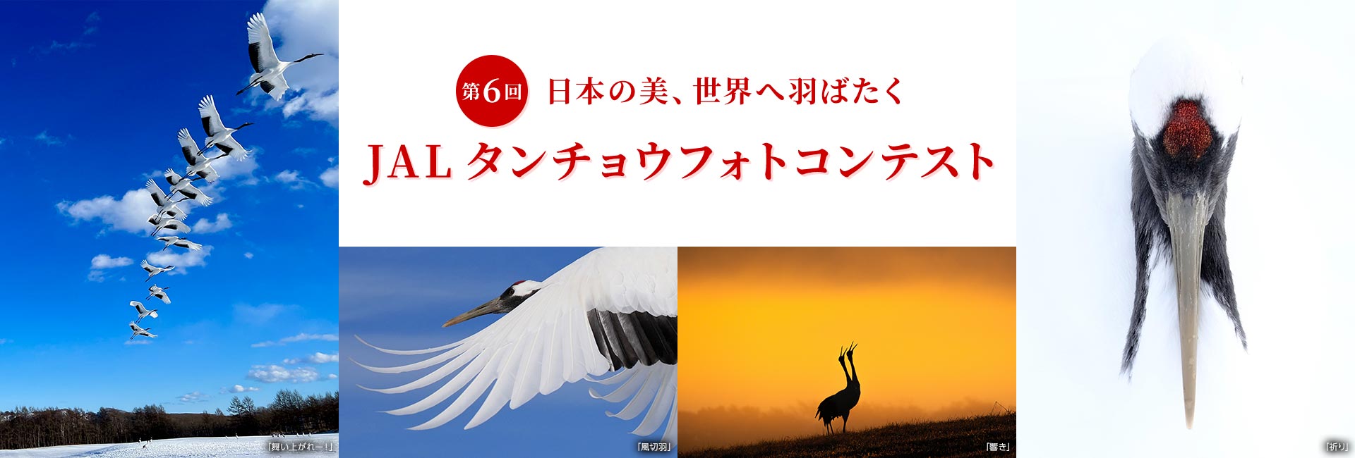 日本の美、世界へ羽ばたく 第6回JALタンチョウフォトコンテスト
