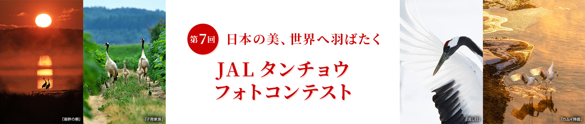 日本の美、世界へ羽ばたく 第7回JALタンチョウフォトコンテスト
