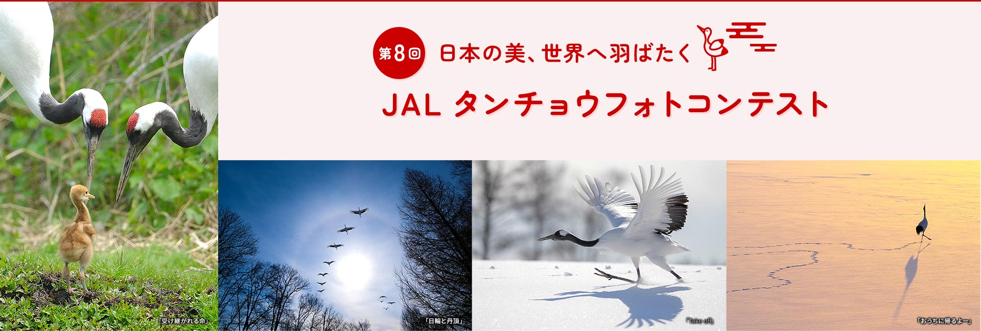 日本の美、世界へ羽ばたく 第8回JALタンチョウフォトコンテスト