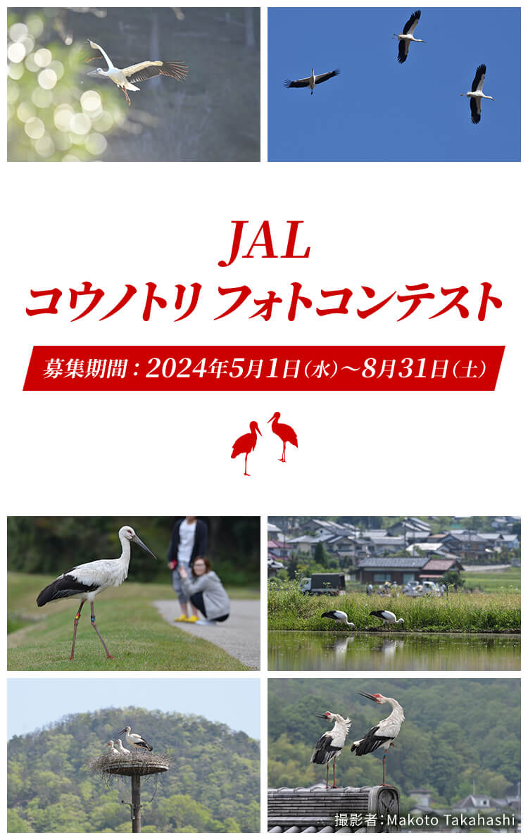 JALコウノトリフォトコンテスト 募集期間：2024年5月1日（水）～8月31日（土） 撮影者：Makoto Takahashi