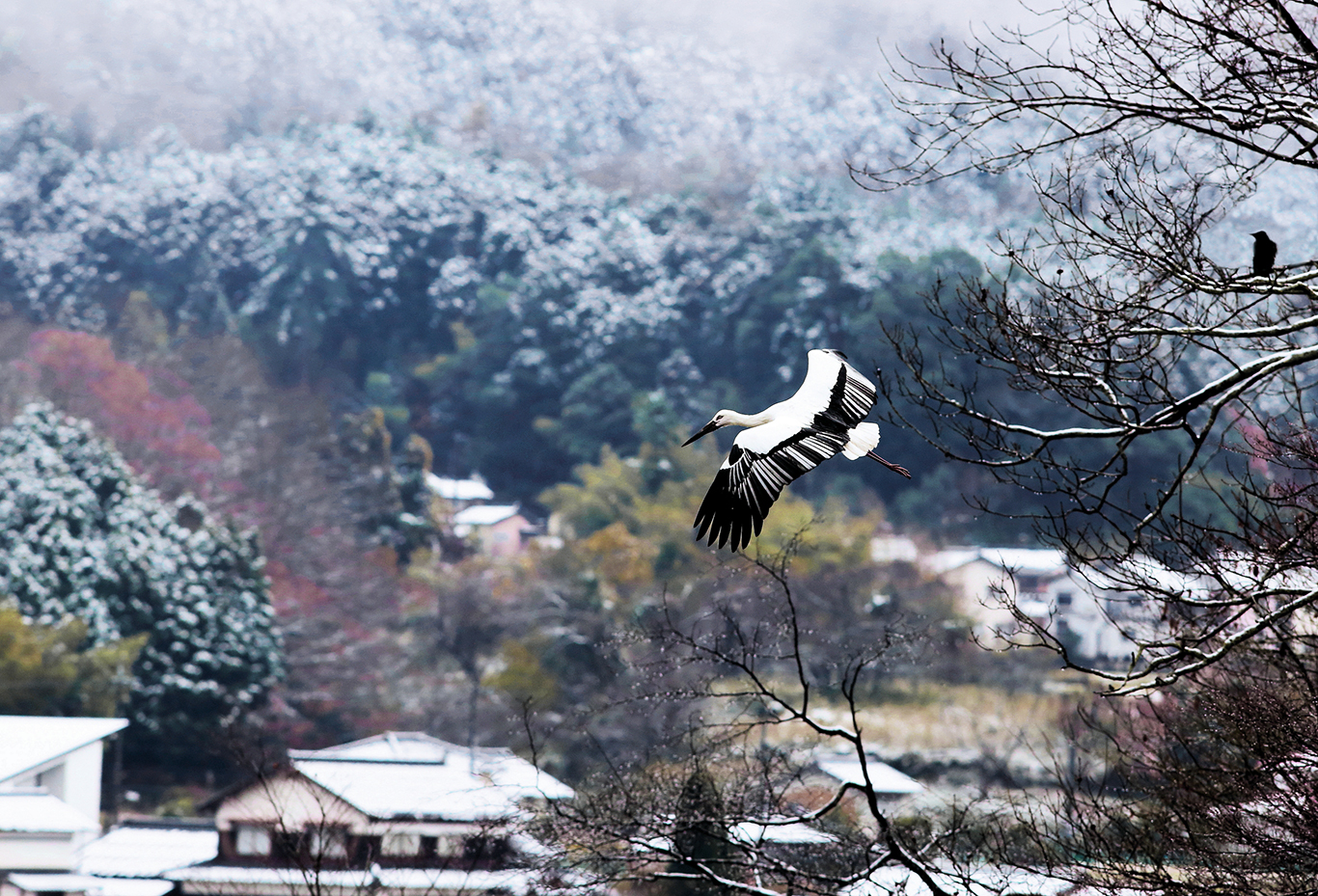 コウノトリ放鳥20周年記念第2回JALコウノトリフォトコンテスト｜JAL